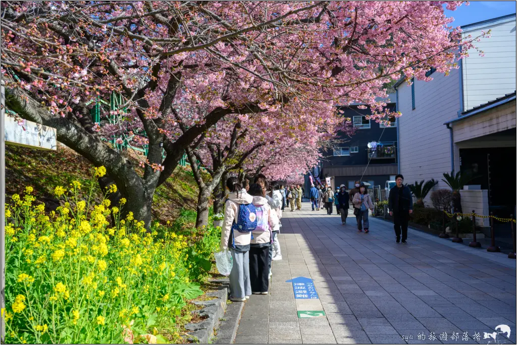 2026第36屆川津櫻花節|靜岡伊豆半島的河津櫻賞櫻攻略 98 河津櫻