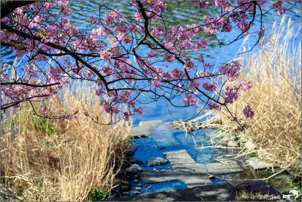 2026第36屆川津櫻花節|靜岡伊豆半島的河津櫻賞櫻攻略 96 河津櫻