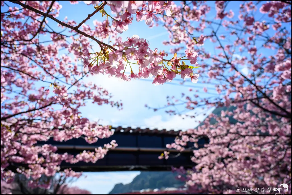 2026第36屆川津櫻花節|靜岡伊豆半島的河津櫻賞櫻攻略 95 河津櫻