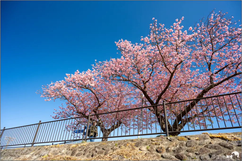 2026第36屆川津櫻花節|靜岡伊豆半島的河津櫻賞櫻攻略 94 河津櫻
