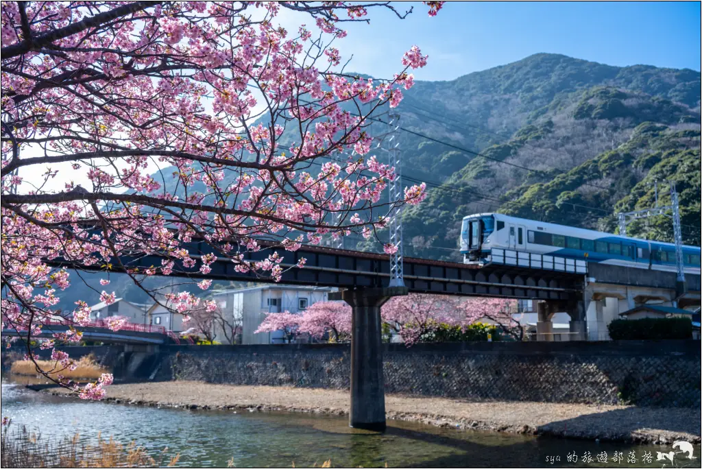 2026第36屆川津櫻花節|靜岡伊豆半島的河津櫻賞櫻攻略 18 河津櫻