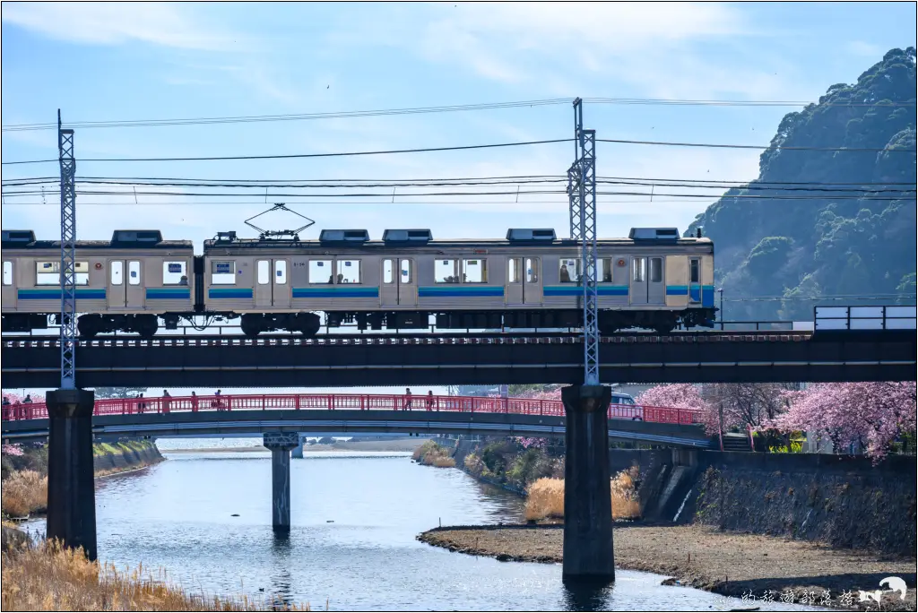 2026第36屆川津櫻花節|靜岡伊豆半島的河津櫻賞櫻攻略 19 河津櫻