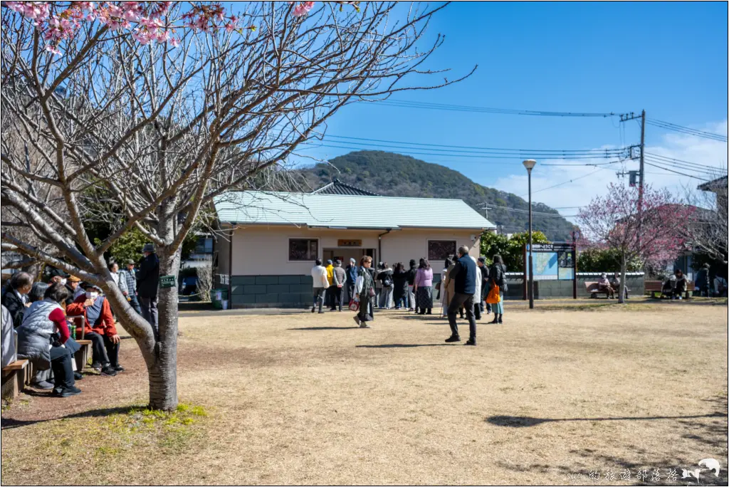 2026第36屆川津櫻花節|靜岡伊豆半島的河津櫻賞櫻攻略 93 河津櫻