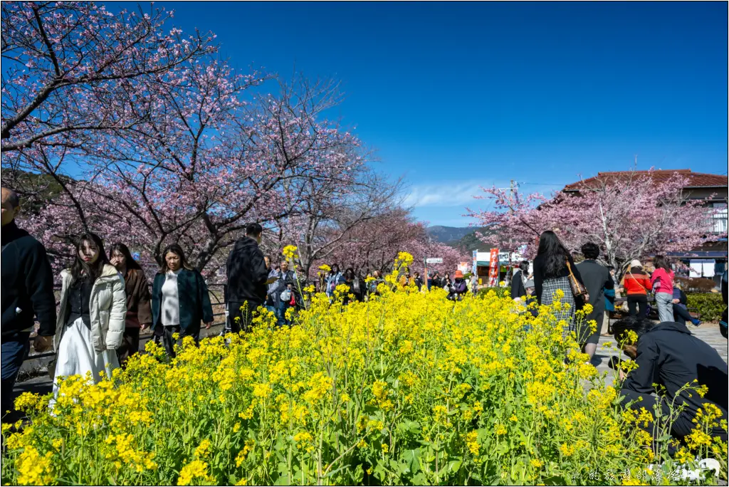 2026第36屆川津櫻花節|靜岡伊豆半島的河津櫻賞櫻攻略 92 河津櫻