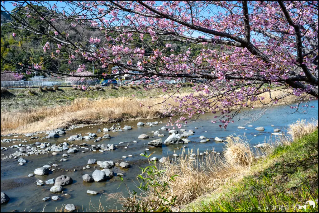 2026第36屆川津櫻花節|靜岡伊豆半島的河津櫻賞櫻攻略 91 河津櫻
