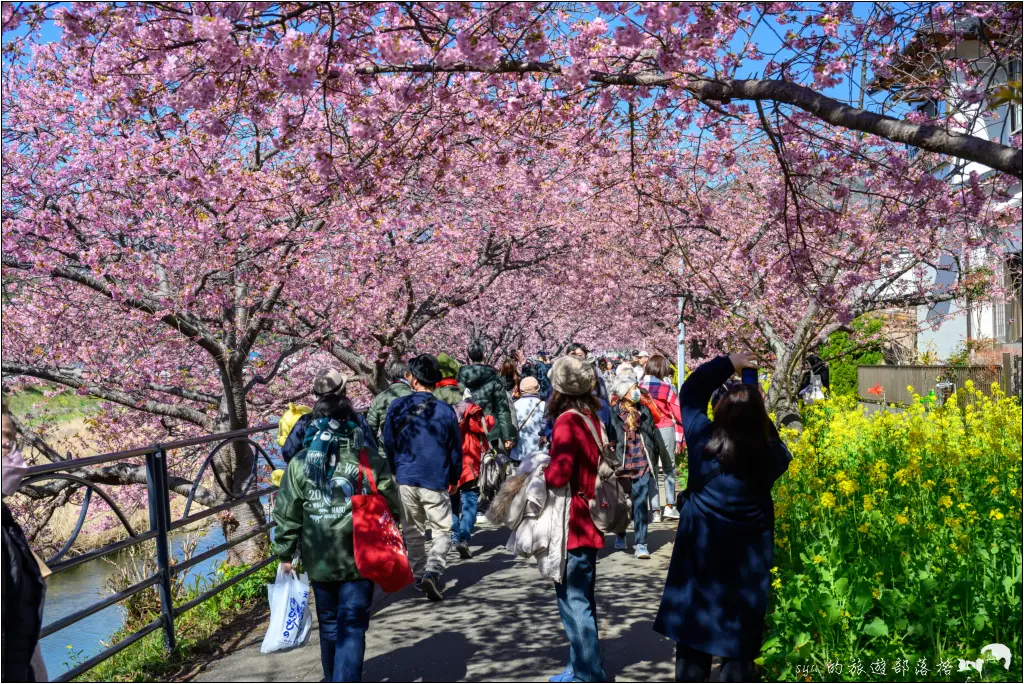 2026第36屆川津櫻花節|靜岡伊豆半島的河津櫻賞櫻攻略 90 河津櫻