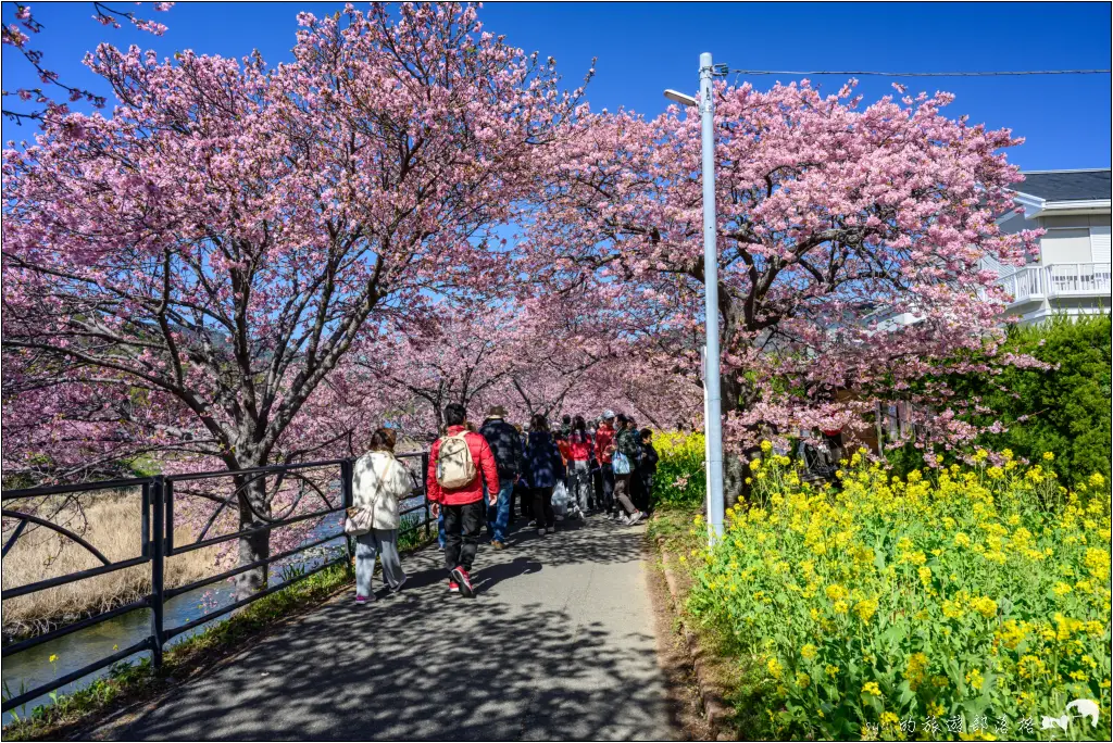 2026第36屆川津櫻花節|靜岡伊豆半島的河津櫻賞櫻攻略 89 河津櫻