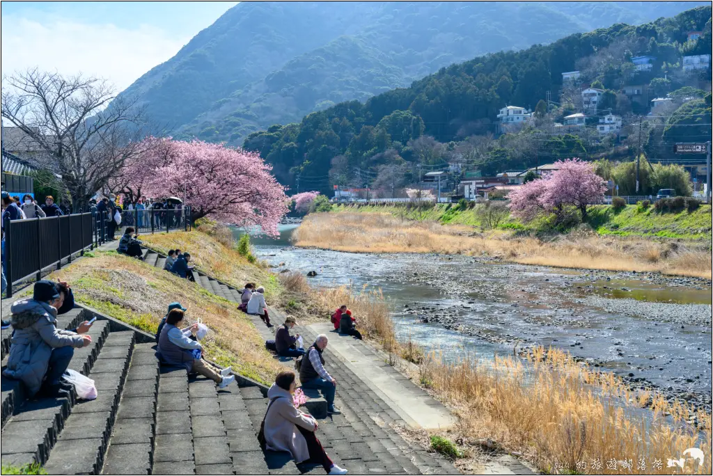 2026第36屆川津櫻花節|靜岡伊豆半島的河津櫻賞櫻攻略 87 河津櫻