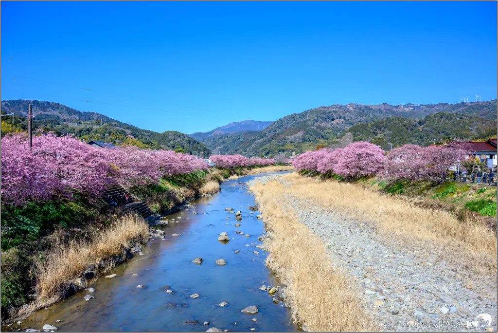 2026第36屆川津櫻花節|靜岡伊豆半島的河津櫻賞櫻攻略 86 河津櫻