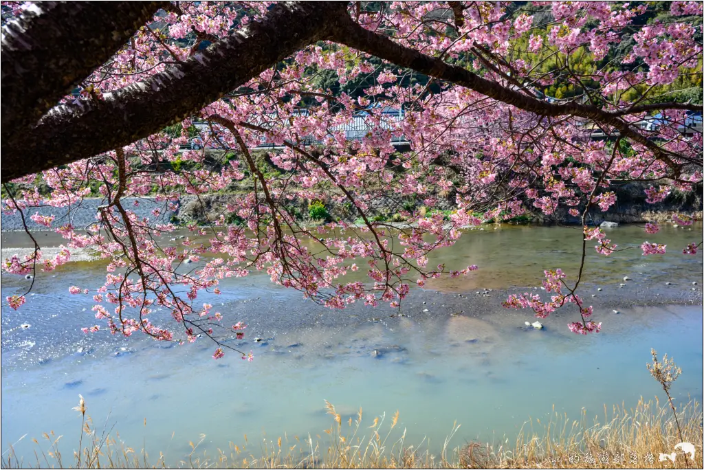 2026第36屆川津櫻花節|靜岡伊豆半島的河津櫻賞櫻攻略 85 河津櫻