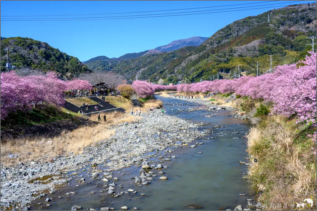 2026第36屆川津櫻花節|靜岡伊豆半島的河津櫻賞櫻攻略 84 河津櫻