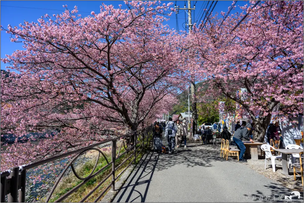2026第36屆川津櫻花節|靜岡伊豆半島的河津櫻賞櫻攻略 82 河津櫻