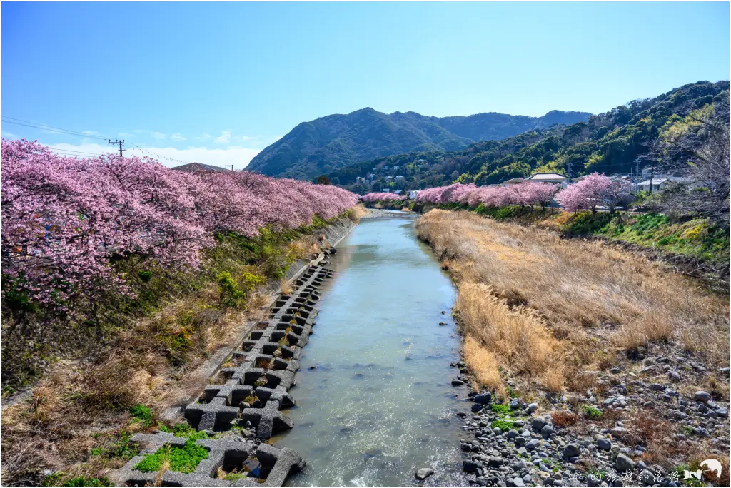 2026第36屆川津櫻花節|靜岡伊豆半島的河津櫻賞櫻攻略 83 河津櫻