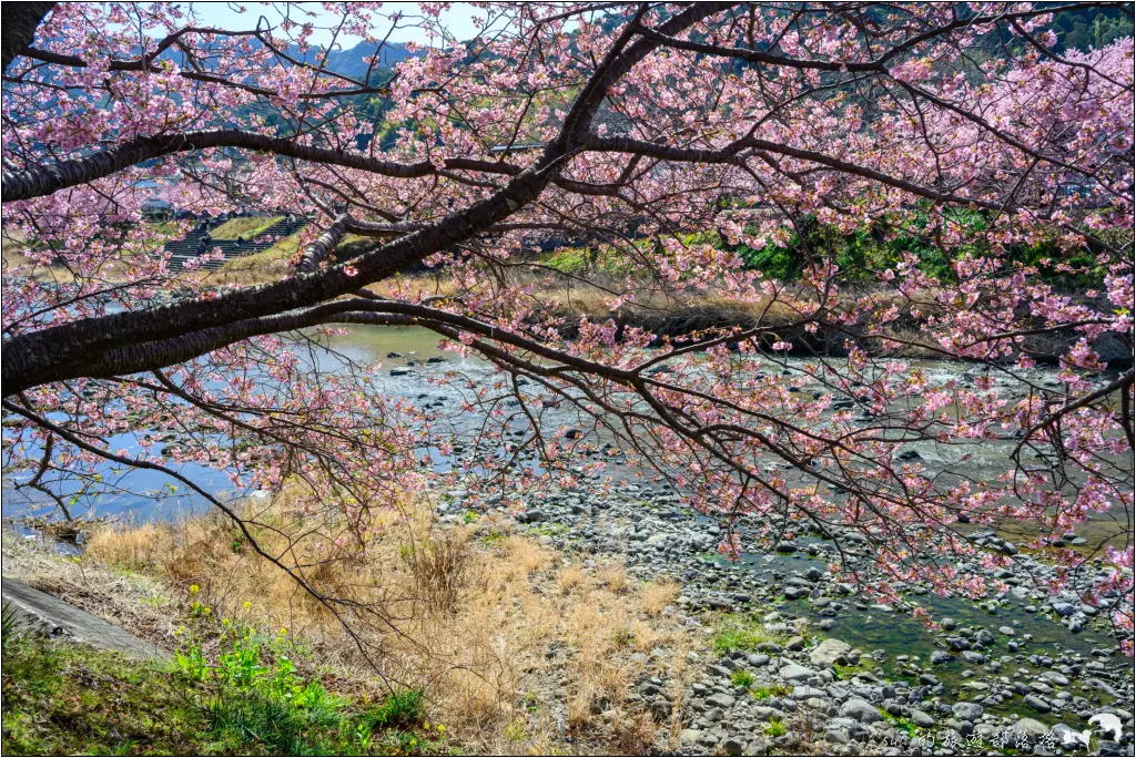 2026第36屆川津櫻花節|靜岡伊豆半島的河津櫻賞櫻攻略 81 河津櫻