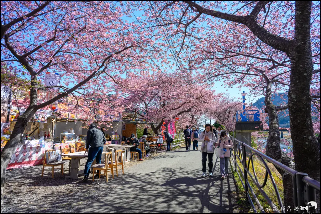 2026第36屆川津櫻花節|靜岡伊豆半島的河津櫻賞櫻攻略 80 河津櫻