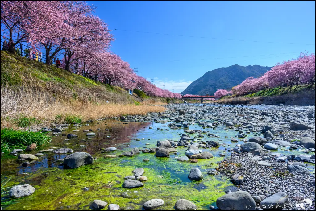 2026第36屆川津櫻花節|靜岡伊豆半島的河津櫻賞櫻攻略 79 河津櫻