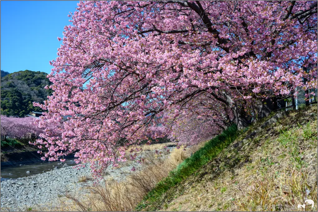 2026第36屆川津櫻花節|靜岡伊豆半島的河津櫻賞櫻攻略 77 河津櫻