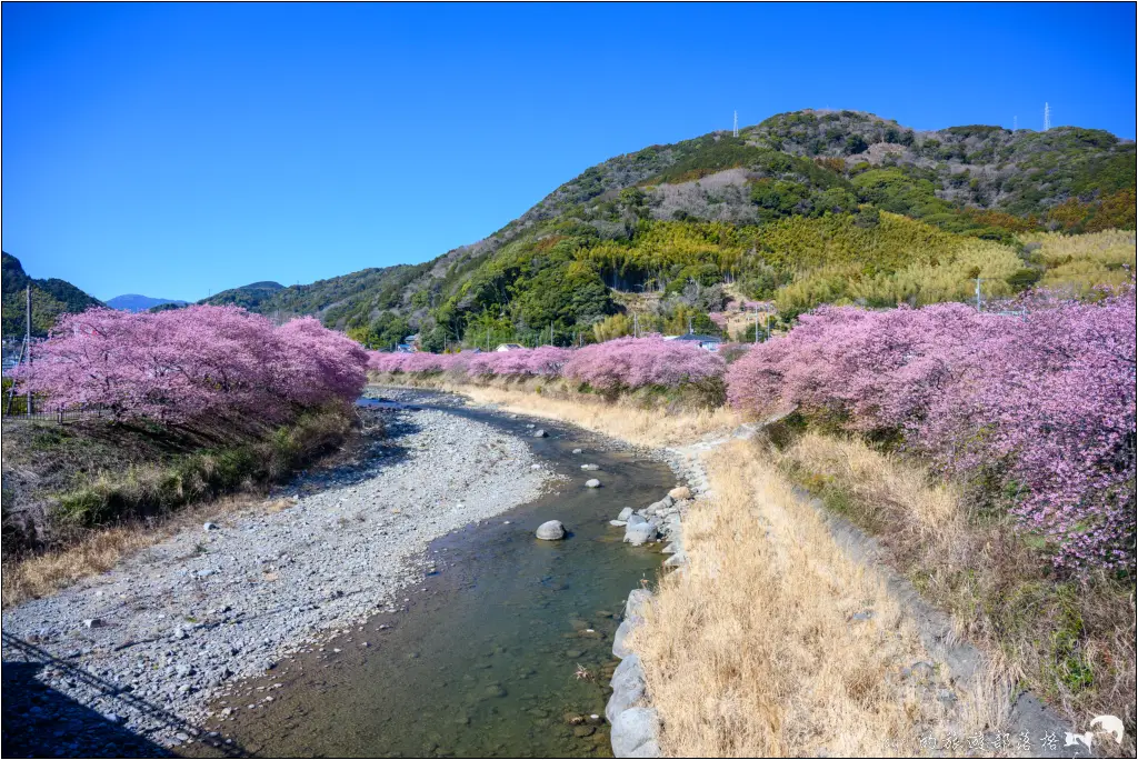 2026第36屆川津櫻花節|靜岡伊豆半島的河津櫻賞櫻攻略 75 河津櫻