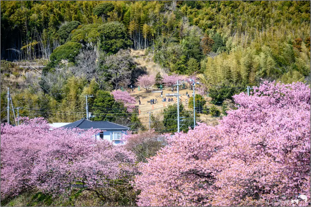 2026第36屆川津櫻花節|靜岡伊豆半島的河津櫻賞櫻攻略 74 河津櫻