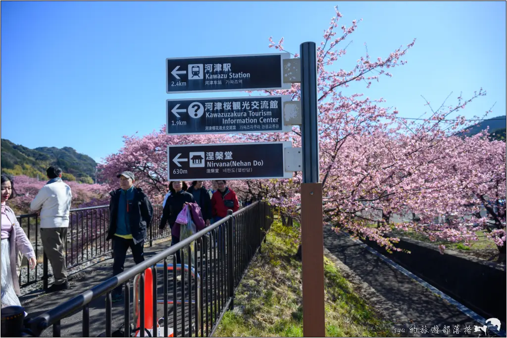 2026第36屆川津櫻花節|靜岡伊豆半島的河津櫻賞櫻攻略 73 河津櫻
