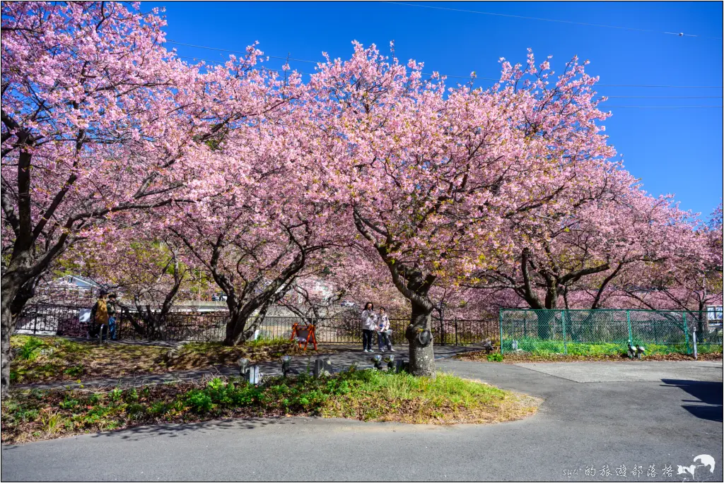 2026第36屆川津櫻花節|靜岡伊豆半島的河津櫻賞櫻攻略 72 河津櫻