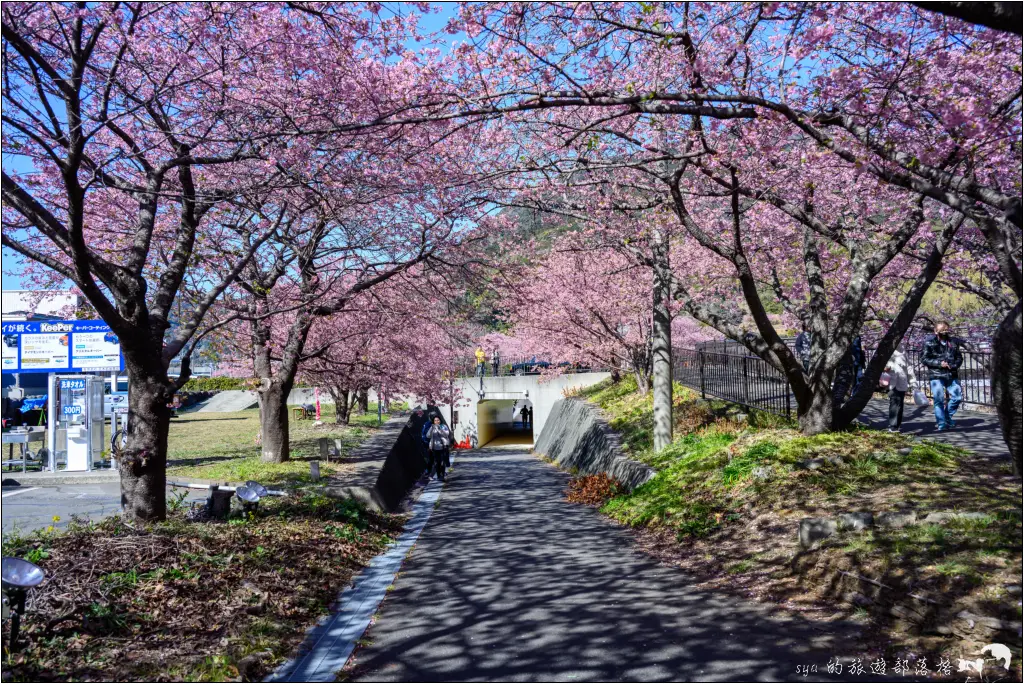 2026第36屆川津櫻花節|靜岡伊豆半島的河津櫻賞櫻攻略 71 河津櫻