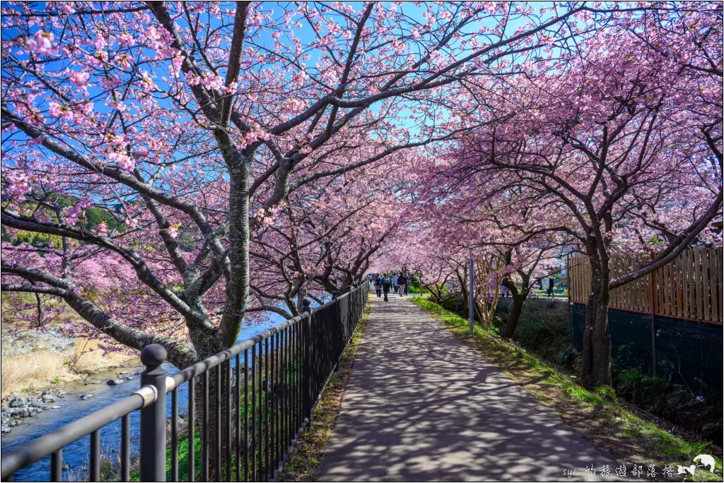 2026第36屆川津櫻花節|靜岡伊豆半島的河津櫻賞櫻攻略 70 河津櫻