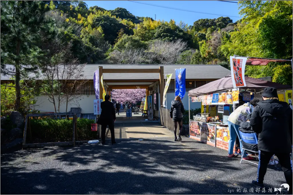 2026第36屆川津櫻花節|靜岡伊豆半島的河津櫻賞櫻攻略 22 河津櫻