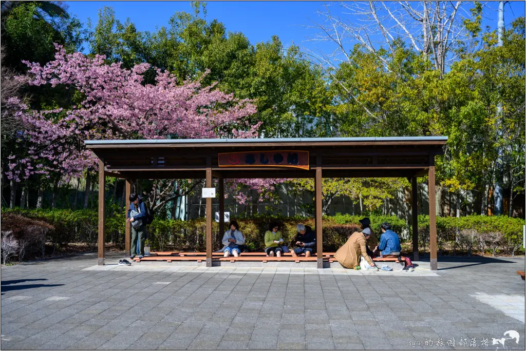 2026第36屆川津櫻花節|靜岡伊豆半島的河津櫻賞櫻攻略 24 河津櫻