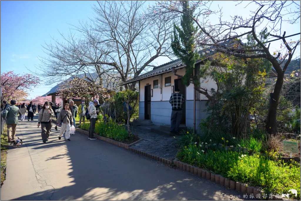 2026第36屆川津櫻花節|靜岡伊豆半島的河津櫻賞櫻攻略 69 河津櫻