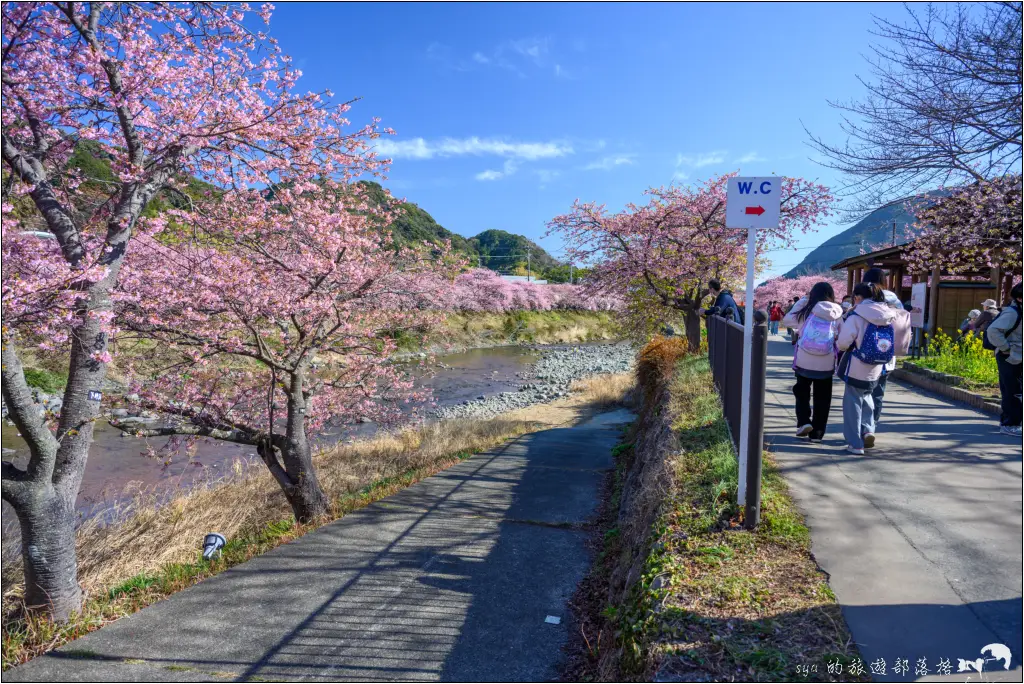 2026第36屆川津櫻花節|靜岡伊豆半島的河津櫻賞櫻攻略 68 河津櫻