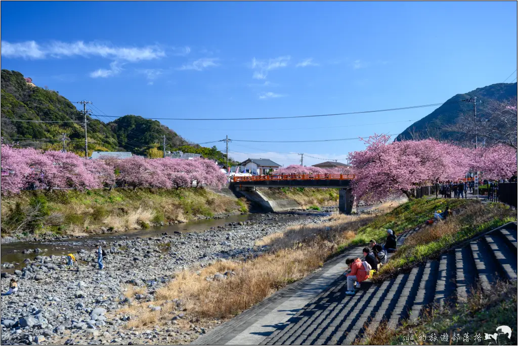 2026第36屆川津櫻花節|靜岡伊豆半島的河津櫻賞櫻攻略 66 河津櫻