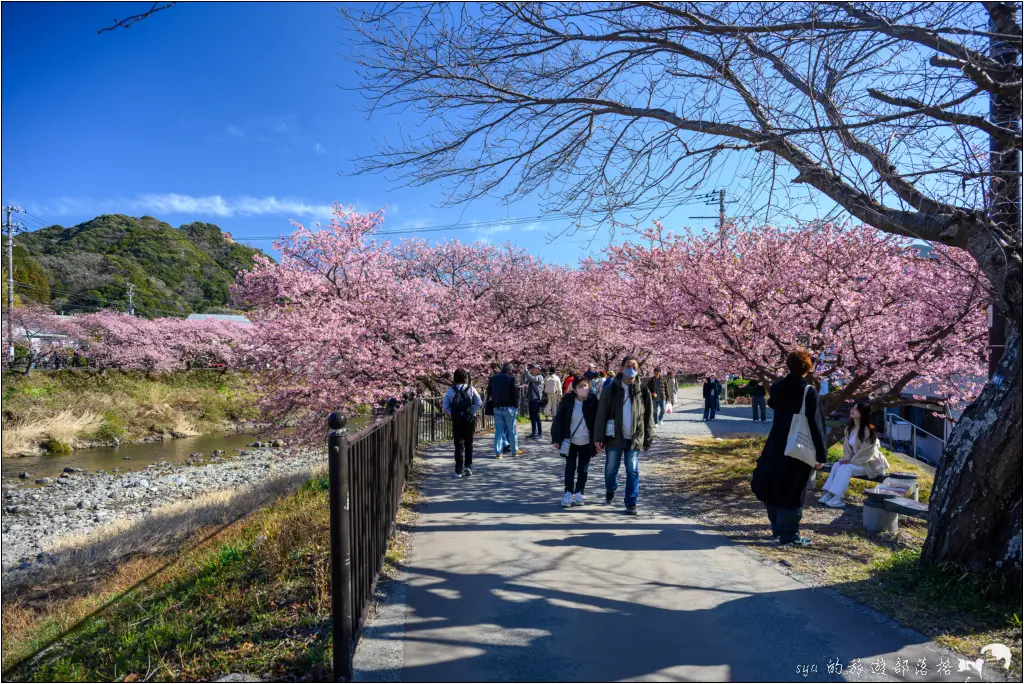 2026第36屆川津櫻花節|靜岡伊豆半島的河津櫻賞櫻攻略 63 河津櫻