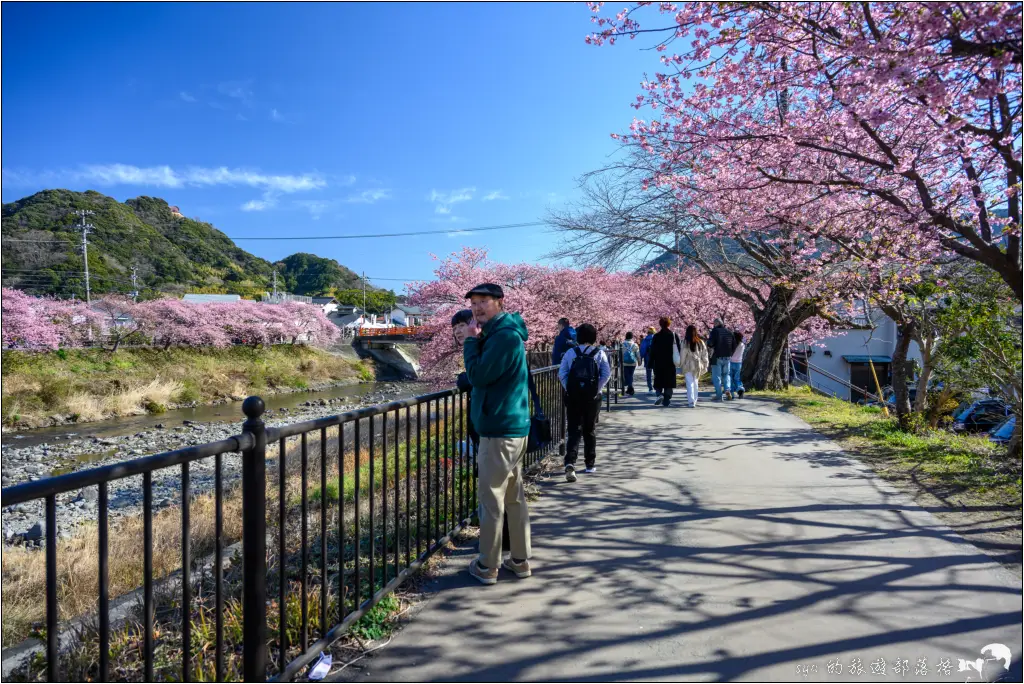 2026第36屆川津櫻花節|靜岡伊豆半島的河津櫻賞櫻攻略 64 河津櫻