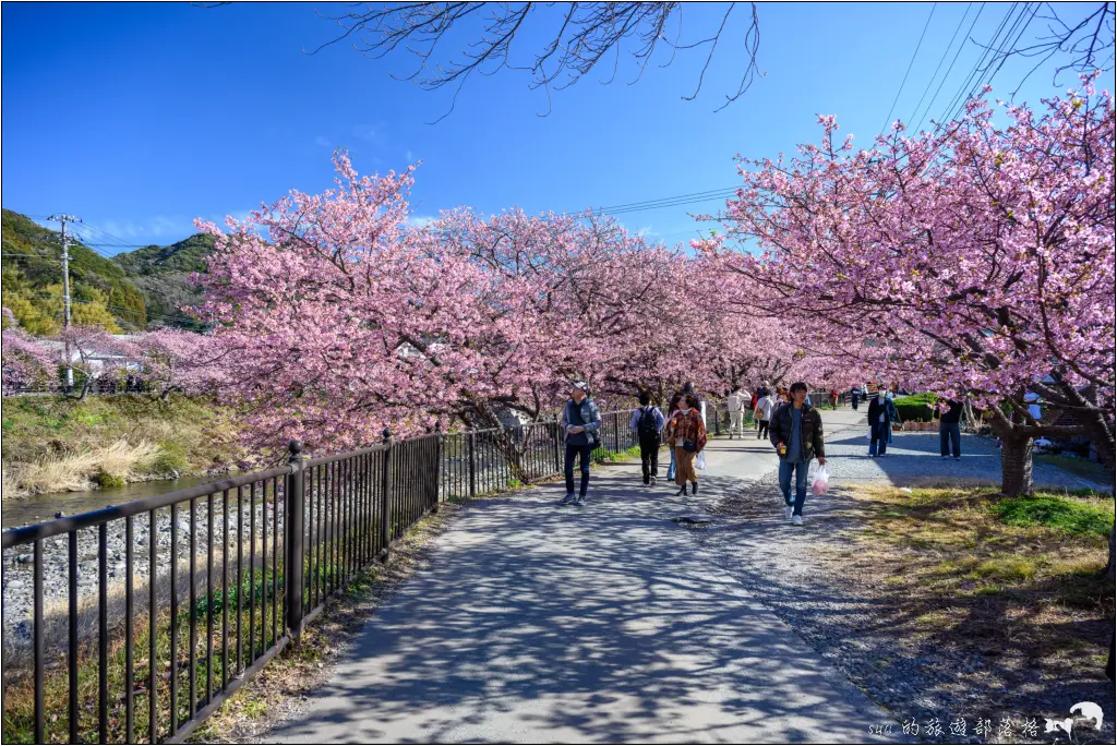 2026第36屆川津櫻花節|靜岡伊豆半島的河津櫻賞櫻攻略 62 河津櫻