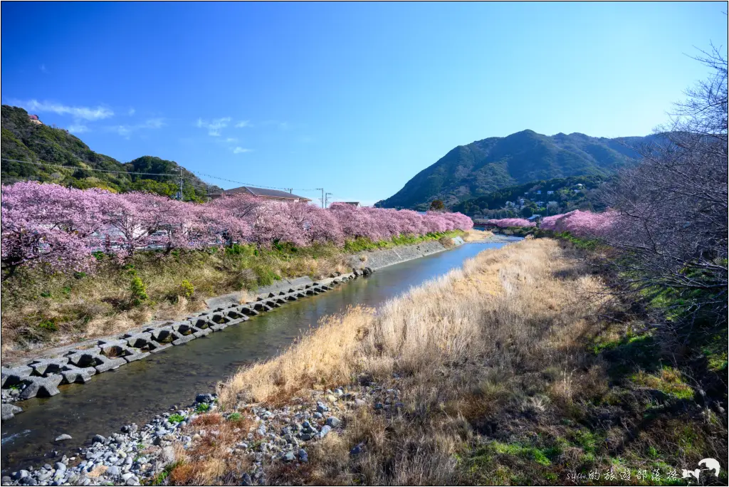 2026第36屆川津櫻花節|靜岡伊豆半島的河津櫻賞櫻攻略 61 河津櫻