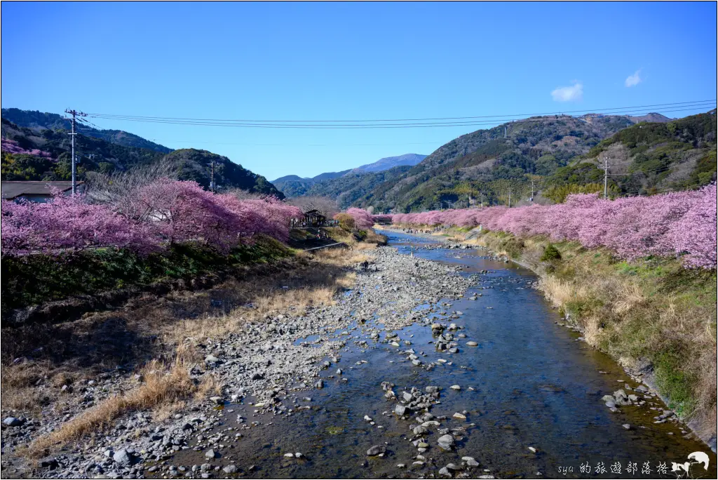 2026第36屆川津櫻花節|靜岡伊豆半島的河津櫻賞櫻攻略 60 河津櫻