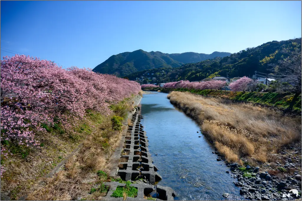 2026第36屆川津櫻花節|靜岡伊豆半島的河津櫻賞櫻攻略 59 河津櫻