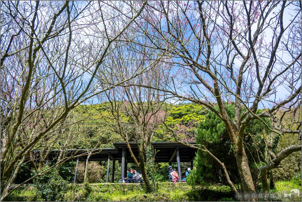 二子坪遊憩區也有一小片的櫻花林