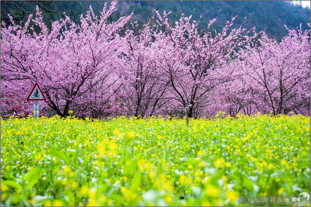 武陵農場 櫻花季