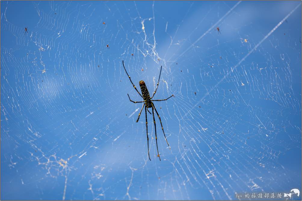 步道上很常見到這樣約一個手掌大的蜘蛛