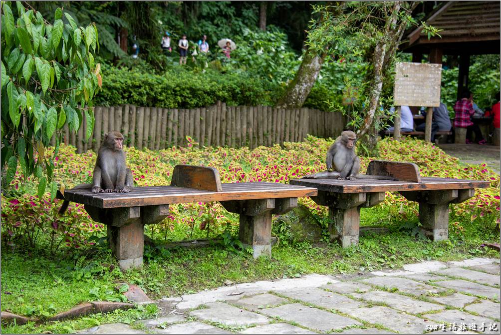 溪頭森林遊樂區 溪頭自然教育園區 大學池旁的猴群