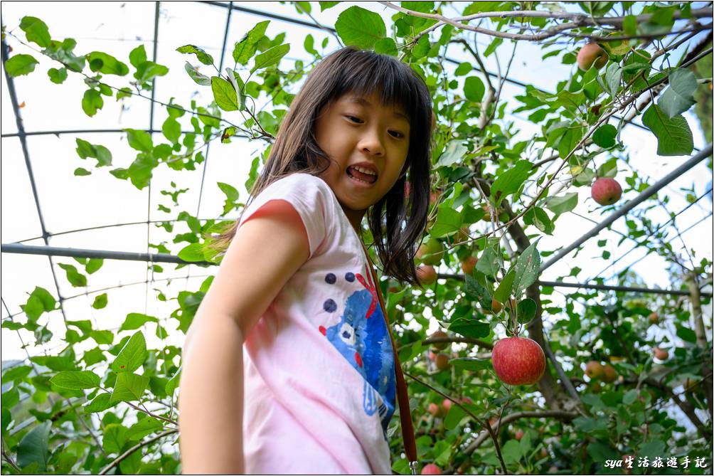 農場還會提供簡易、牢靠的梯子，讓大家可以攀爬到較高處摘取上方的蘋果。