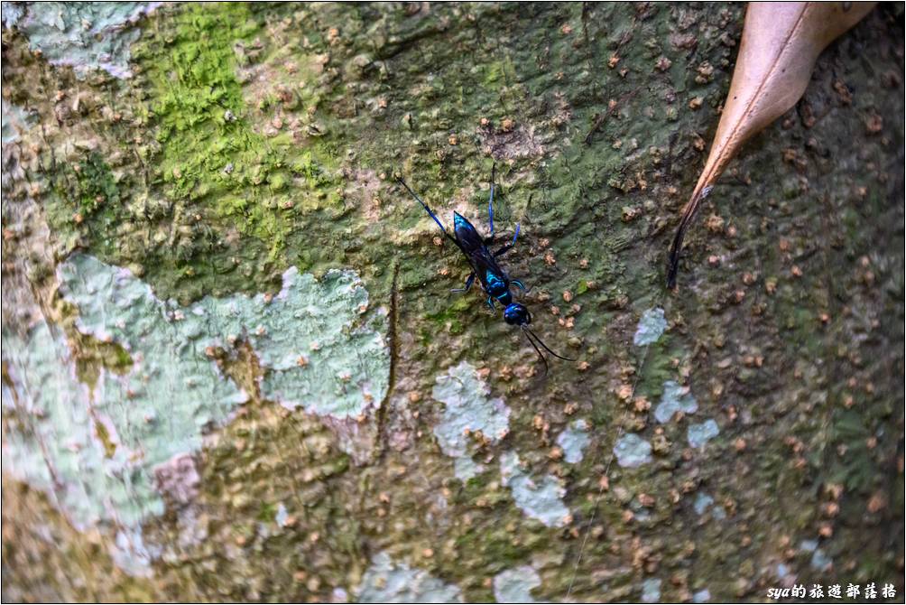 林間的昆蟲不少，我們在樹上找到一隻全身藍色的昆蟲