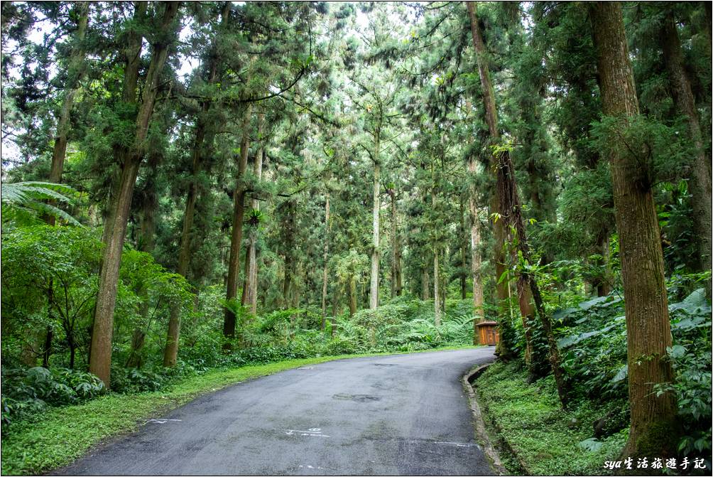 溪頭森林遊樂區 溪頭自然教育園區 神木步道沿線景點