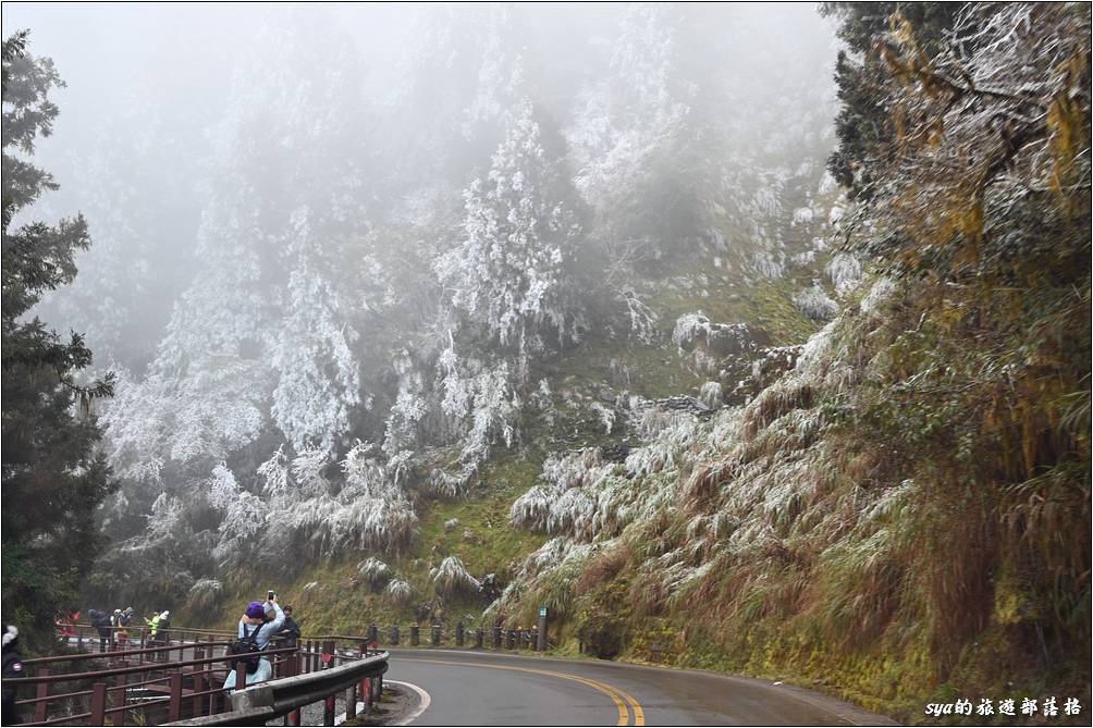 雖然寒流剛過、氣溫回升，但部分路段都還能看到雪白的霧淞。樂貝第一次看到這樣雪白的景色，超驚喜的！