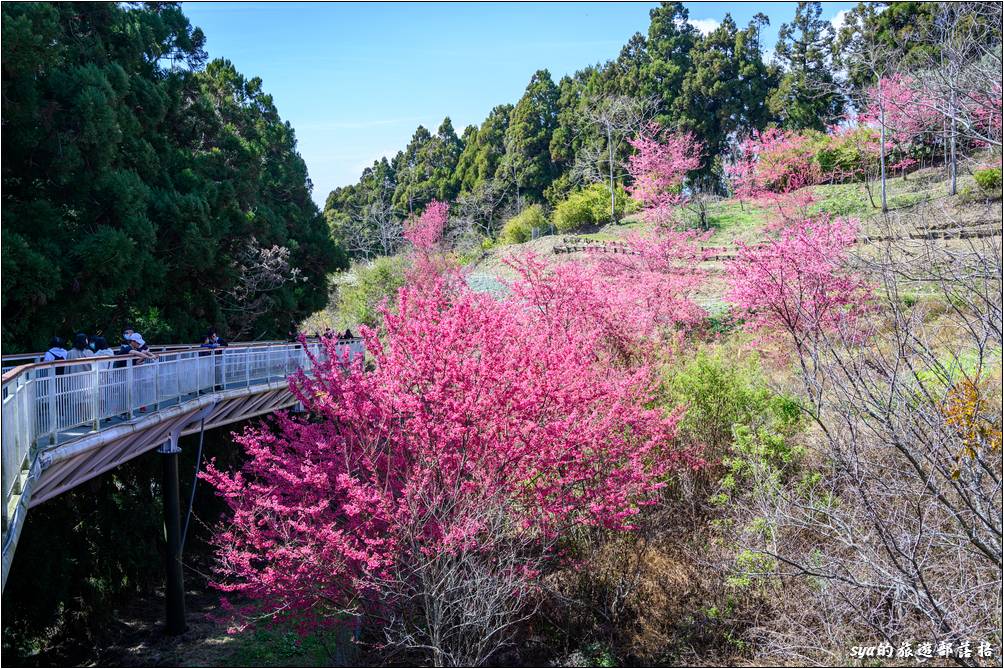 清境高空觀景步道接近「蝴蝶園」的南端售票口這裡有許多櫻花的植栽