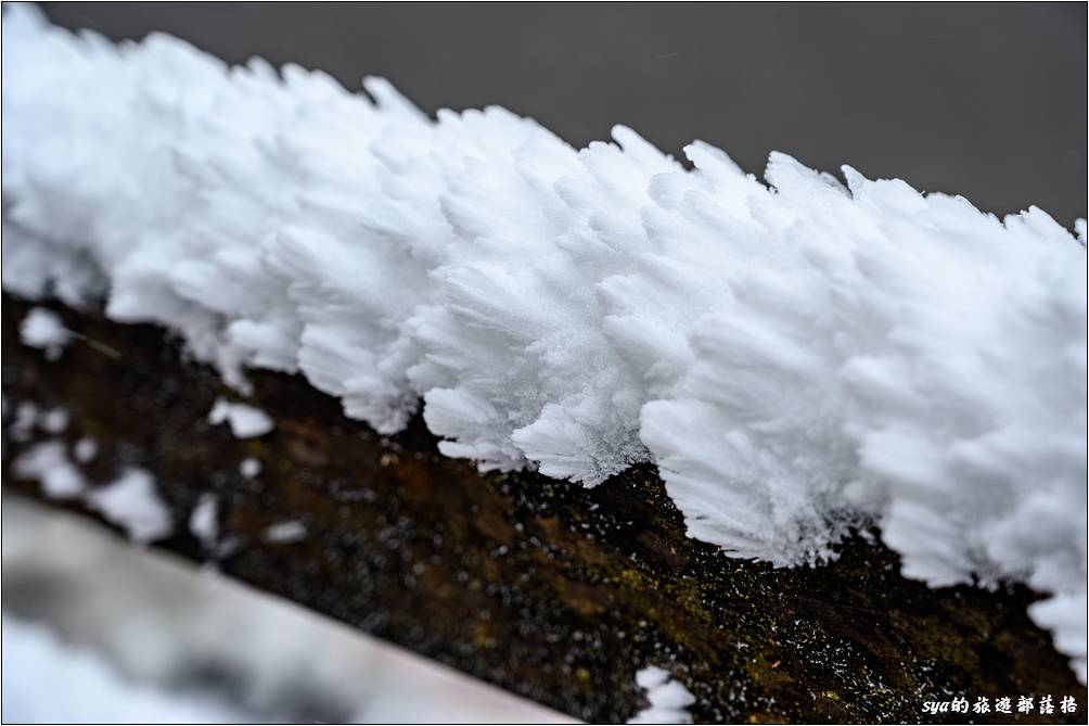 太平山莊這幾晚不知道是不是風也很大，這裡的冰都結冰成這種形狀，很像怪獸的皮膚！