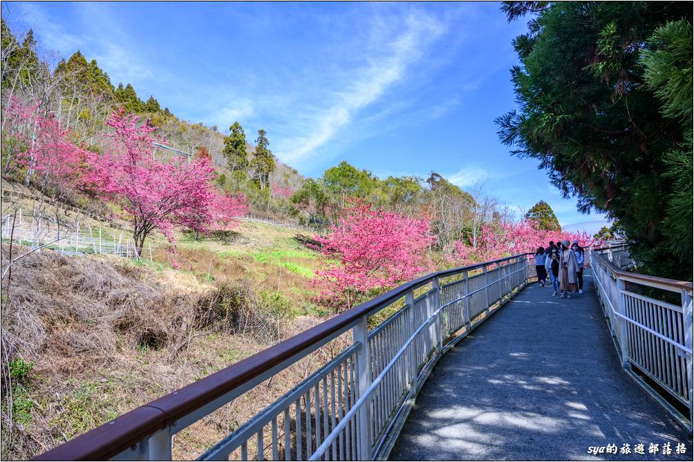 清境高空觀景步道接近「蝴蝶園」的南端售票口這裡有許多櫻花的植栽