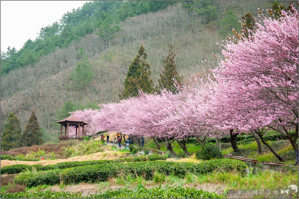 武陵農場 櫻花季
